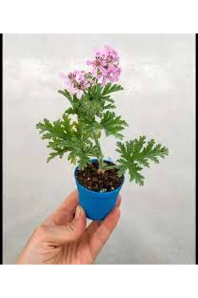 Gül Damlası Fidesi (Muhteşem Kokulu) 2 Adet Itır 10-20 cm - Resim 4