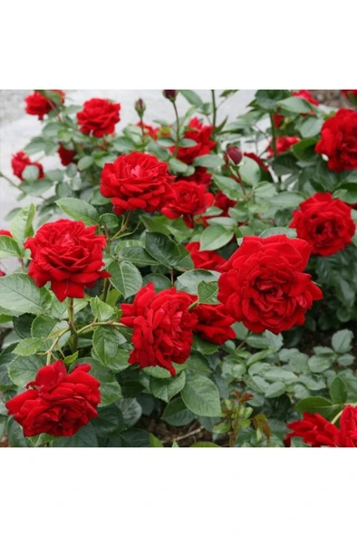 Kırmızı Gül Fidesi Fidanı 10-20 cm - Resim 2