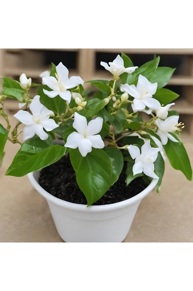 Arap Yasemini Fidanı 10-20 cm - Resim 4