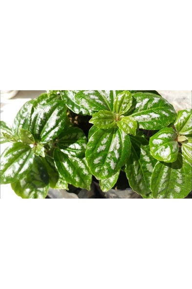 Silver Begonia Seedling Gümüş Begonya Fidanı 10-20 cm - Resim 3