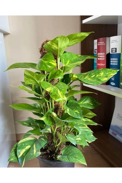 Potos Sarmaşığı Epipremnum Aureum 10-20 cm - Resim 3