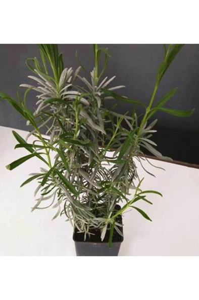 Saksında Lavanta Lavandula İntermedia 10-20 cm - Resim 2