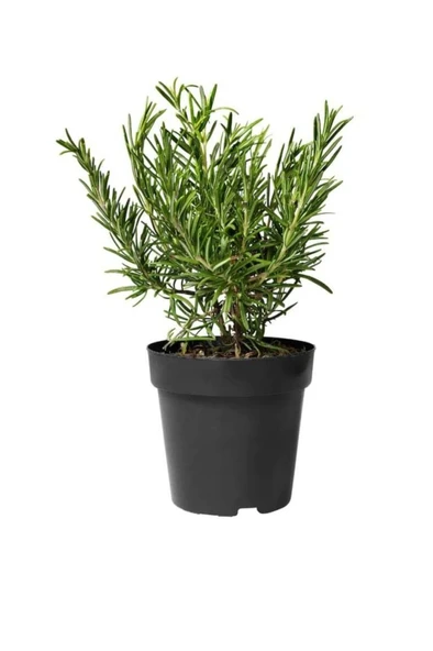 Rosmarinus Officinalis Biberiye Fidanı, Saksıda 10-20 cm ürün görseli