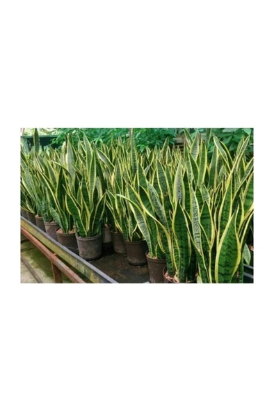 Kılıç Çiçeği Peygamber Kılıcı Paşa Kılıcı 20-30 cm - Resim 2