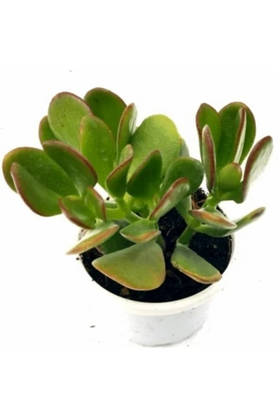 Tree of Abundance Money Tree Bereket Ağacı Para Ağacı Para Çiçeği 10-20 cm ürün görseli