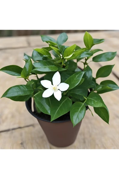 Arap Yasemini Fidanı 10-20 cm ürün görseli