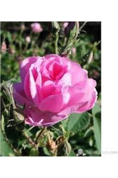 Yediveren Kokulu Isparta Gül Fidanı Reçellik 10-20 cm - Resim 4