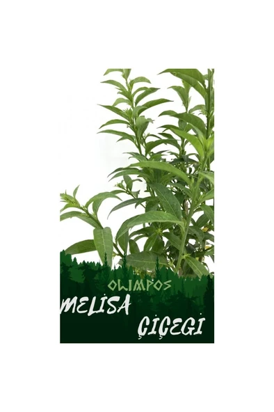 Nocturnum Limon Melisa Çiçeği Fidanı 10-20 cm - Resim 2