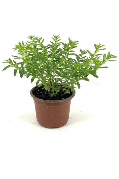 Kufeya Cennet Çiçeği Fidanı 10-20 cm ürün görseli 1