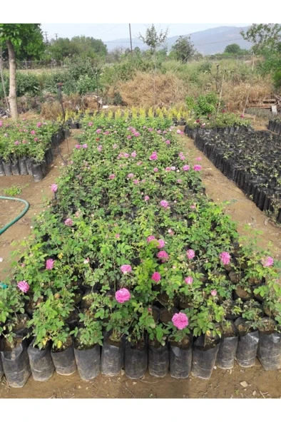 Fragrant Isparta Rose Kokulu Isparta Gülü 10-20 cm ürün görseli