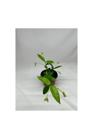 Arap Yasemini Fidanı 10-20 cm - Resim 6