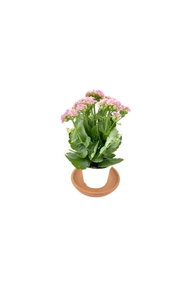 Kalanchoe Flower Seedling Kalanchoe Çiçeği Fidanı (Kalanşo) Pembe 10-20 cm ürün görseli