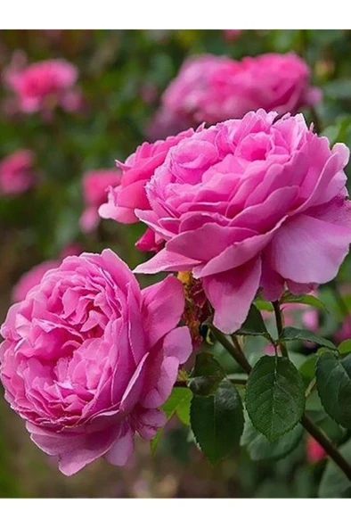 Yöresel Reçellik Kokulu Pembe Isparta Gülü Fidanı 15-25 Cm - Resim 4