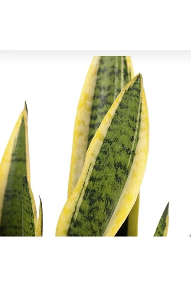 Kılıç Çiçeği Sanseveria Sarı Çizgili 10-20 cm - Resim 3