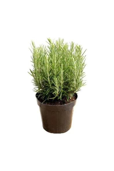 Biberiye Fidanı 1 Adet 15-25 cm Rosemary ürün görseli
