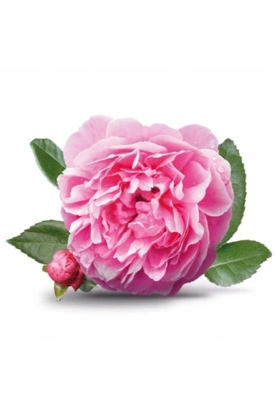 Yöresel Reçellik Kokulu Pembe Isparta Gülü Fidanı 15-25 Cm - Resim 2