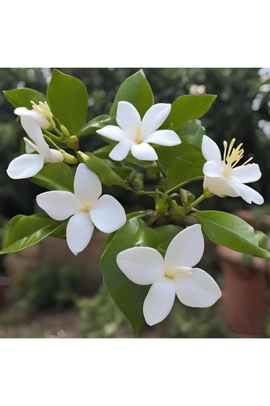 Arap Yasemini Fidanı 10-20 cm - Resim 3