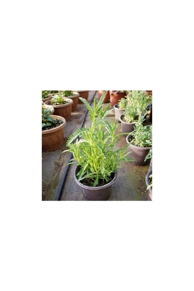 Bir Yaşında Köklenmiş Lavanta Fidanı Saksıda 10-20 cm - Resim 2