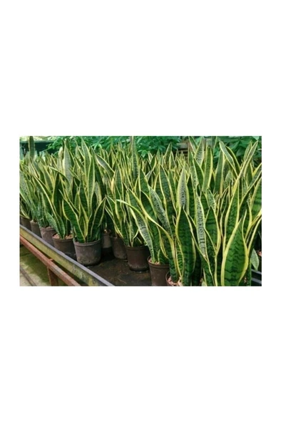 Kılıç Çiçeği Sanseveria Sarı Çizgili 10-20 cm - Resim 2