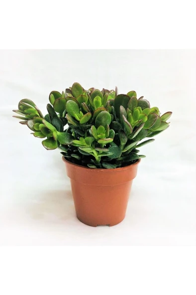 Tree of Abundance Money Tree Bereket Ağacı Para Ağacı Para Çiçeği 10-20 cm - Resim 4