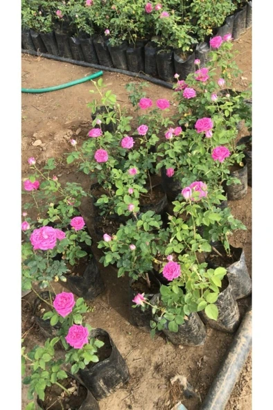 Fragrant Isparta Rose Kokulu Isparta Gülü 10-20 cm - Resim 3