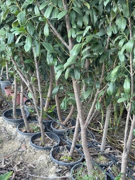 SAKSIDA MEYVE VEREN ,7 YAŞ  KARAYEMİŞ(TAFLAN) FİDANI BOY 200  CM + ürün görseli