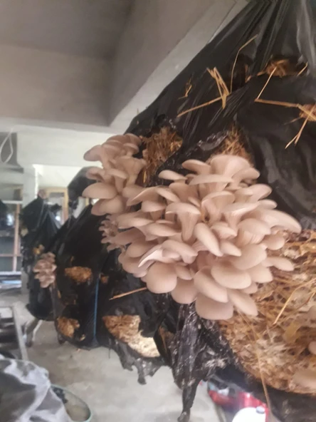 İstiridye Mantarı Tohumu ( Yetiştirme seti-Her Şey Dahil) - Resim 3