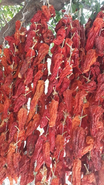 Denizli Tatlı Kale Biberi (Balon Biber) -10 Adet (Kızart-Şişir-Çıtırdat) - Resim 4