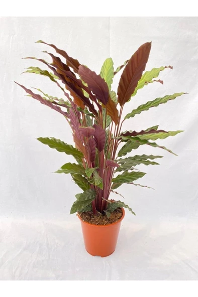 Kalatya-Calathea Rufibarba Wavestar Dua Çiçeği 10-20 cm ürün görseli 1