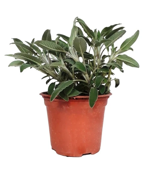 Sage Shalba Seedlings Adaçayı Şalba Fidanı Salvia Officinalis 10-20 cm ürün görseli