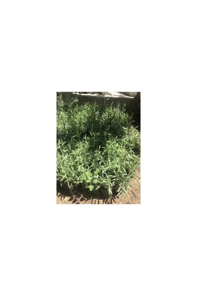 Aromatik Kokulu Lavanta Fidanı 1 Adet Angustifolia 10-20 cm - Resim 4