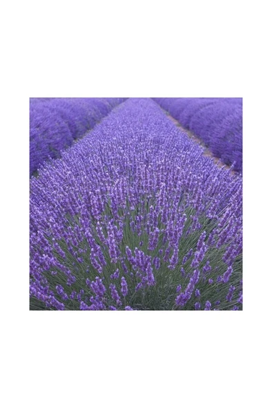 Lavender Seedling Lavanta Fidanı 10 Adet 10-20 cm - Resim 3