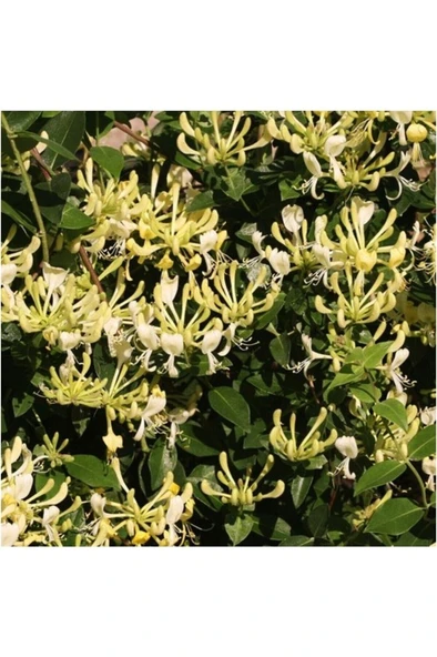 Honeysuckle Flower Seedling Hanımeli Çiçeği Fidanı Lonicera 10-20 cm - Resim 3