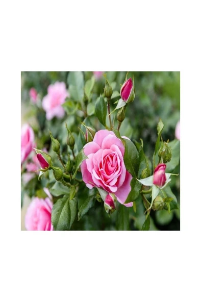 Ispartadan Kokulu Yediveren Pembe Gül Fidanı 20-30 cm ürün görseli