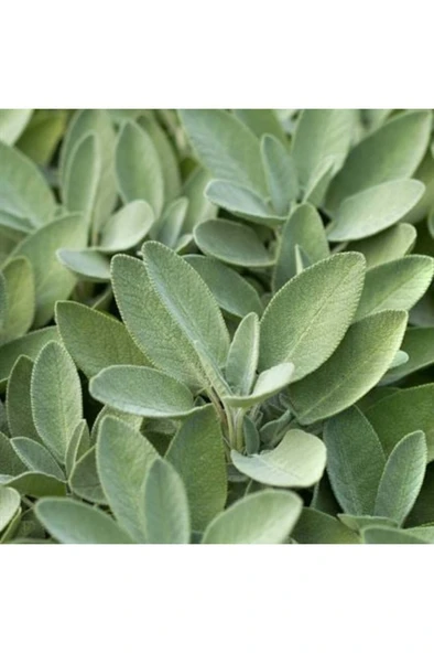 Fruticosa Anatolian Sage Fruticosa Anadolu Adaçayı Fidanı 10-20 cm - Resim 2