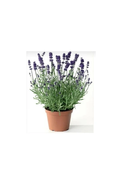 Lavanta Fidanı (Angustifolia) 10 Luk Saksıda 10-20 cm - Resim 4