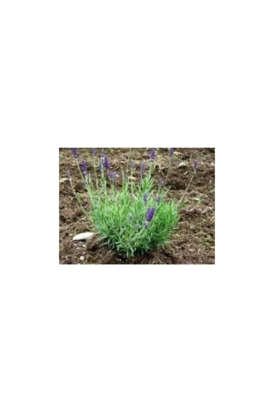 Aromatik Kokulu Lavanta Fidanı 1 Adet Angustifolia 10-20 cm - Resim 3