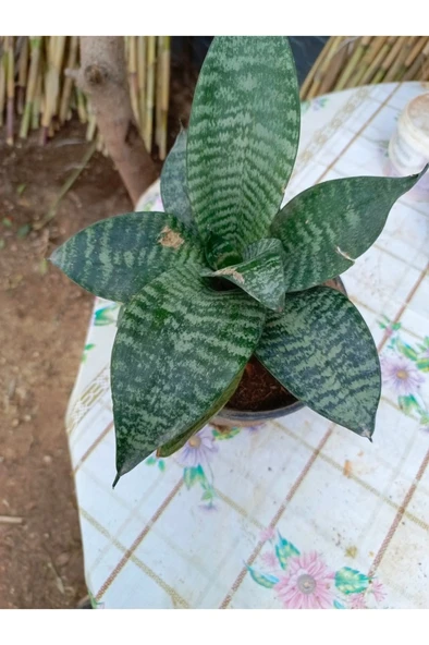 Saksılı Bodur Kılıç Çiçeği Paşa Kılıcı 10-20 cm ürün görseli