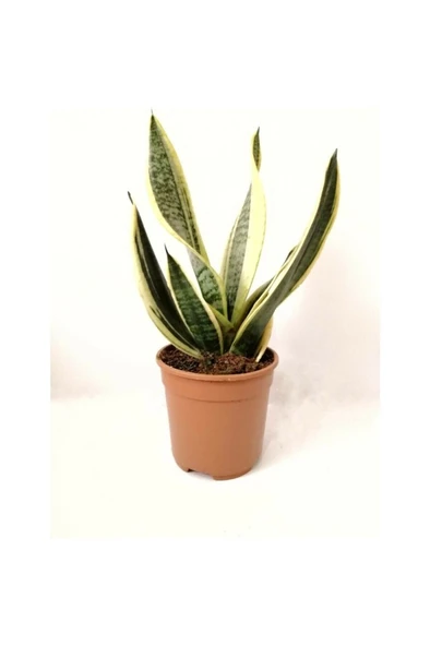 Sarı Çizgili Sanseveria Paşa Kılıcı 10-20 cm ürün görseli