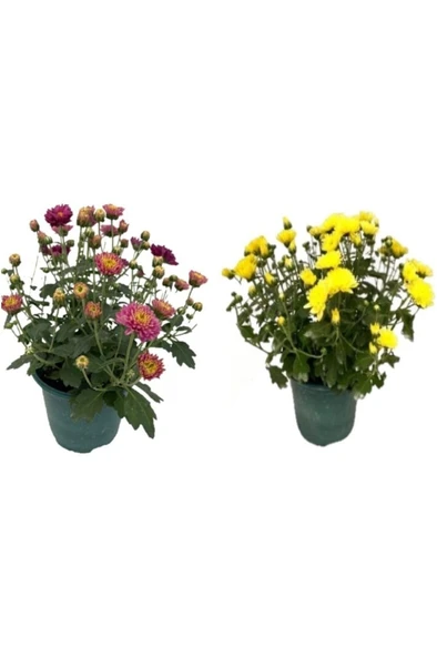 Kasımpatı Çiçeği, 2li Set 10-20 cm ürün görseli