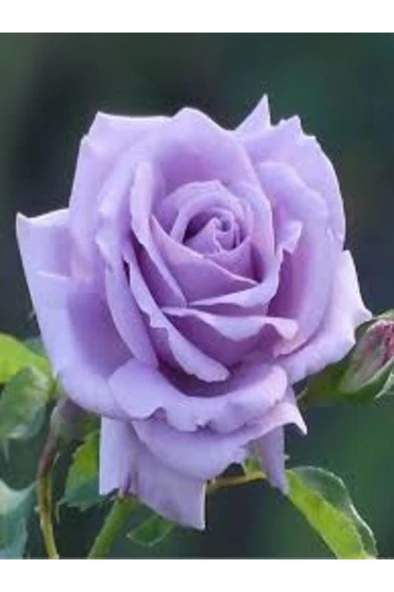Mor Lila Gül Fidanı 10-20 cm ürün görseli