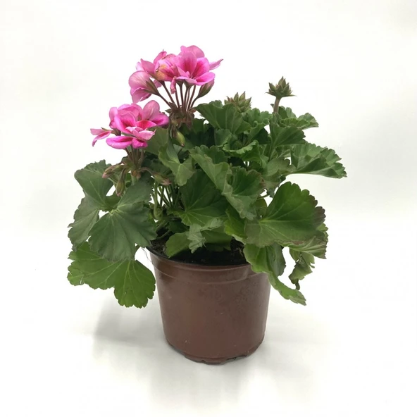 Ebruli Pembe Sardunya Çiçeği 10-20 cm ürün görseli