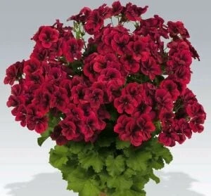 Kırmızı Sardunya Çiçeği 3 Adet 10-20 cm - Resim 4