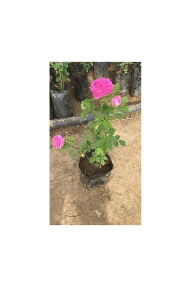 Fragrant Real Isparta Rose Seedling Bol Kokulu Gerçek Isparta Gülü Fidanı 10-20 cm - Resim 2