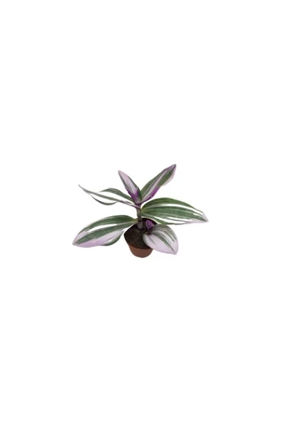 Nanouk Telgraf Çiçeği Tradescantia Nanouk 10-20 cm - Resim 3