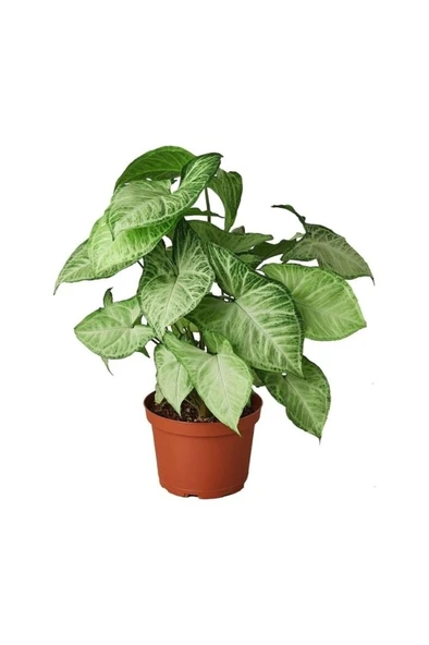 Syngonium Podophyllum Melek Kanadı Çiçeği Fidanı 10-20 cm ürün görseli