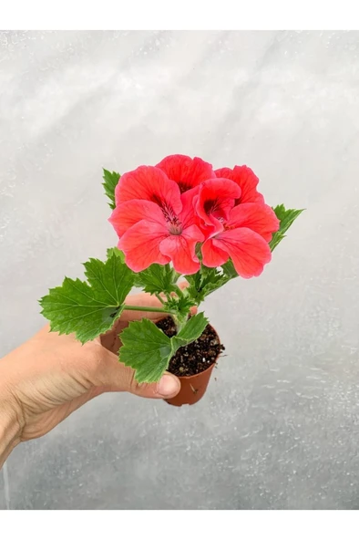 Saksılı Ceylan Gözü Canlı Çiçek 1 Adet 10-20 cm - Resim 4