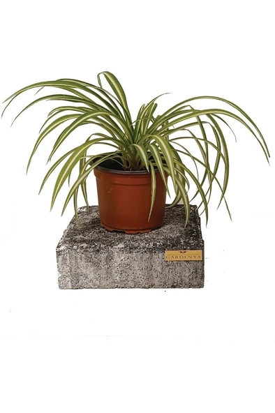 Chlorophytum Comosum Kurdele Çiçeği 10-20 cm - Resim 2