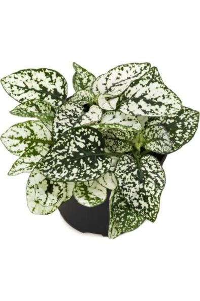 White Hostess Flower Seedling Beyaz Hostes Çiçeği Fidanı 10-20 cm - Resim 2