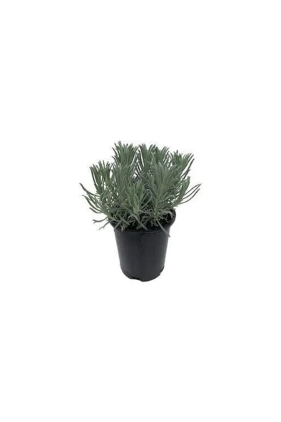 Lavanta Fidanı (Angustifolia) 10 Luk Saksıda 10-20 cm ürün görseli
